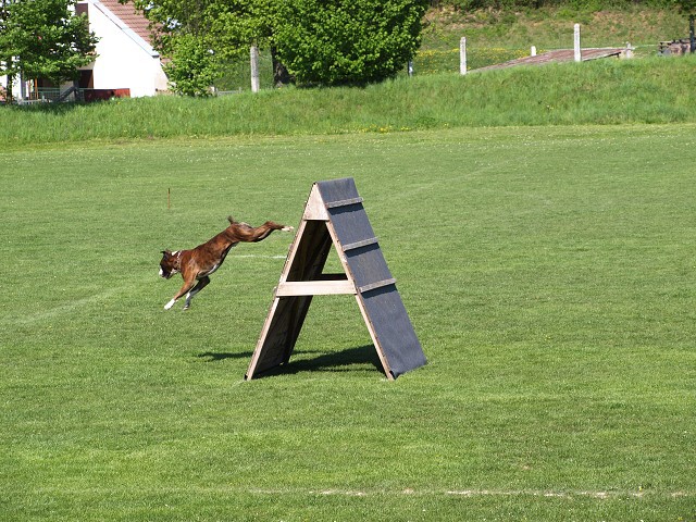 www.atibox.net * www.euroboxer.eu * www.boxergenealogia.eu